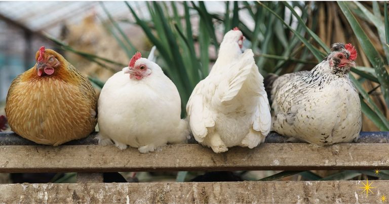 The Ultimate Summer Treat for Backyard Chickens